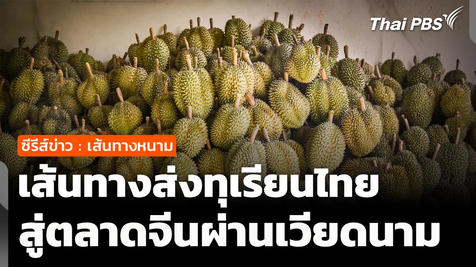 ซีรีส์ข่าว เส้นทางหนาม ตอนที่ 2 : เจาะเส้นทางส่งออกทุเรียนไทย สู่ตลาดจีนผ่านเวียดนาม