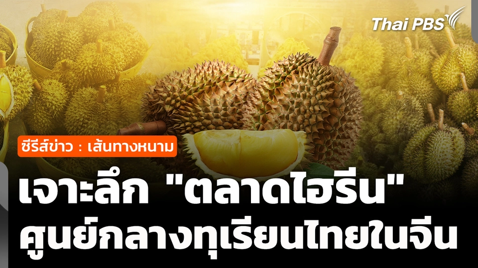 ซีรีส์ข่าว เส้นทางหนาม ตอน 3 : "ตลาดไฮรีน" ศูนย์กลางทุเรียนไทย ในตลาดจีนตอนใต้