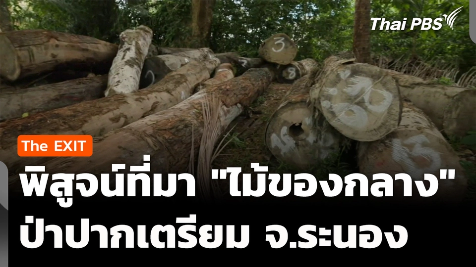 เปิดหลักฐาน-นำชี้ พิสูจน์ที่มา "ไม้ของกลาง" ป่าปากเตรียม