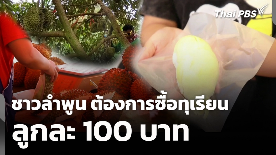 ชาวลำพูน ต้องการซื้อทุเรียนลูกละ 100 บาท