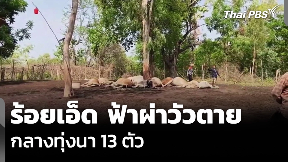 ร้อยเอ็ด ฟ้าผ่าวัวตาย กลางทุ่งนา 13 ตัว