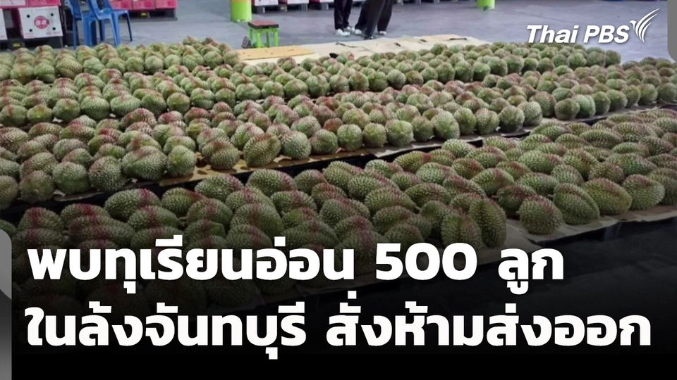ตรวจพบทุเรียนอ่อนกว่า 500 ลูกในล้งจันทบุรี สั่งรื้อห้ามส่งออก