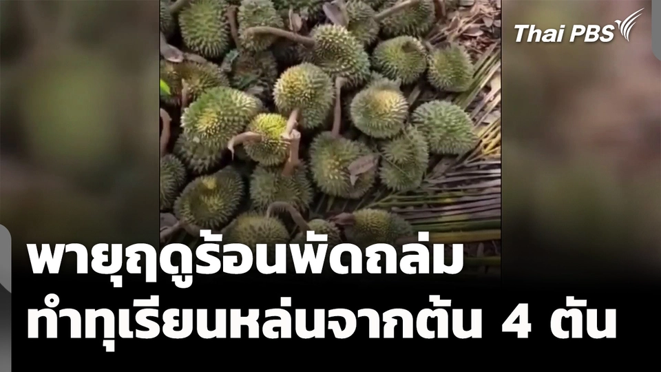 พายุฤดูร้อนพัดถล่ม ทำทุเรียนหล่น 4 ตัน จ.นครราชสีมา