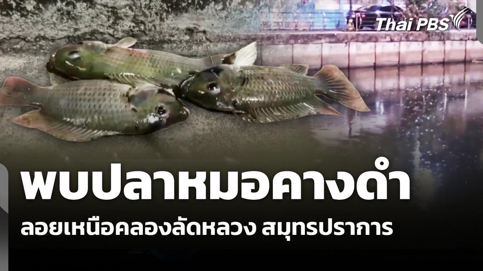 พบปลาหมอคางดำลอยเหนือคลองลัดหลวง สมุทรปราการ