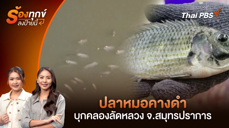 ปลาหมอคางดำ บุกคลองลัดหลวง จ.สมุทรปราการ