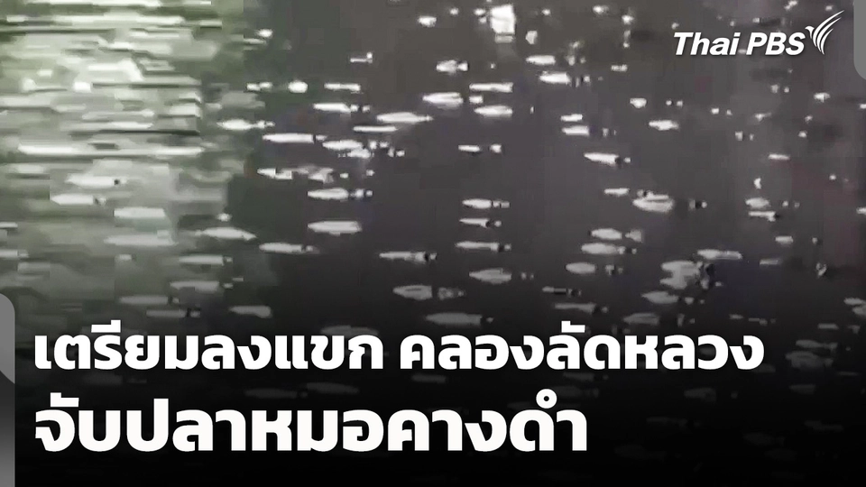 เตรียม "ลงแขก" จับ "ปลาหมอคางดำ" คลองลัดหลวง