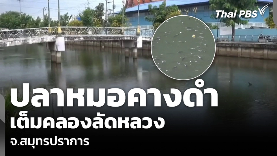 ปลาหมอคางดำ เต็มคลองลัดหลวง จ.สมุทรปราการ