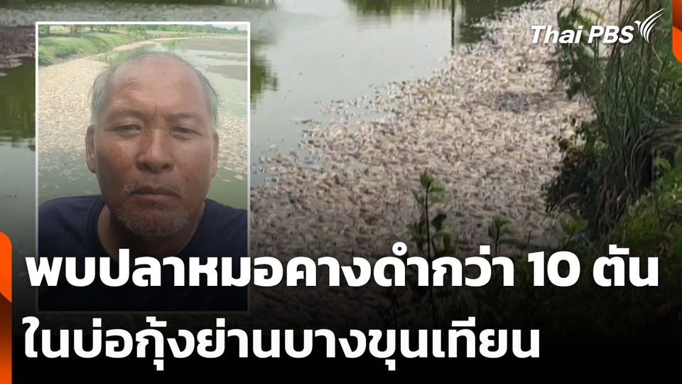 พบปลาหมอคางดำกว่า 10 ตัน ในบ่อเลี้ยงกุ้งย่านบางขุนเทียน