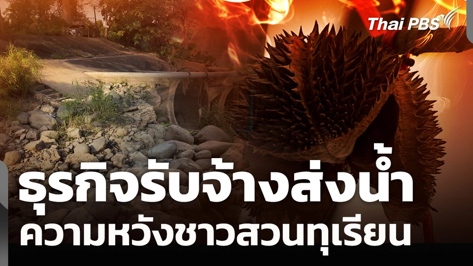 ภัยร้อนแล้ง "ธุรกิจรับจ้างส่งน้ำ" ความหวังชาวสวนทุเรียน