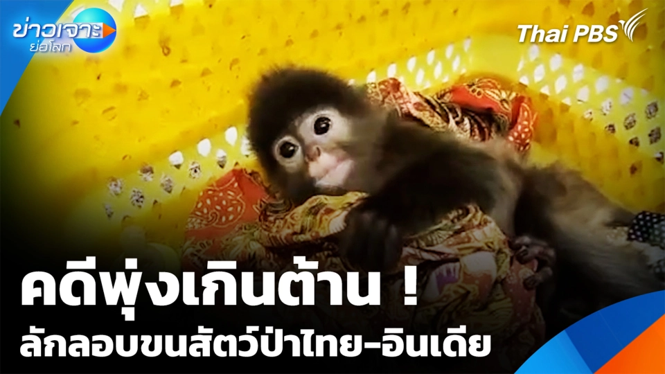 คดีพุ่งเกินต้าน ! ลักลอบขนสัตว์ป่าไทย-อินเดีย