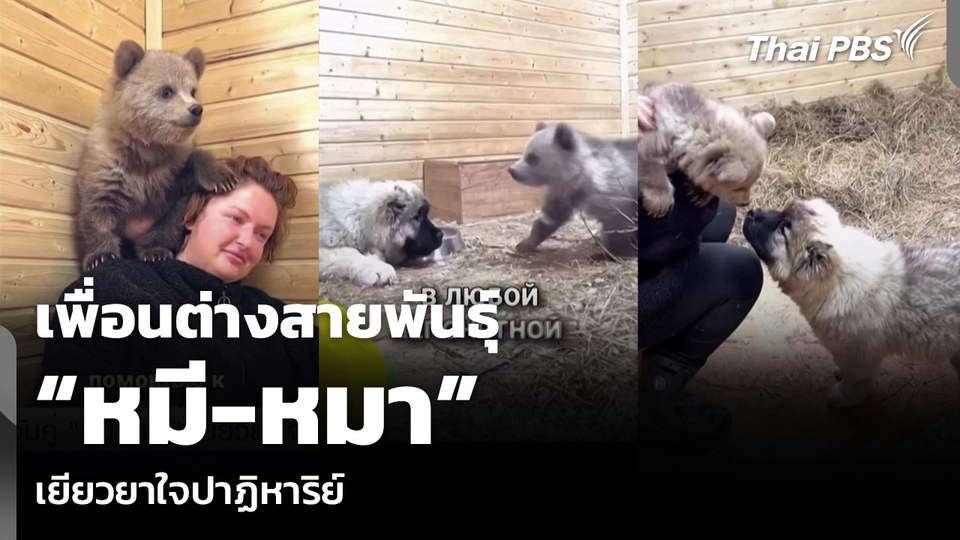 เพื่อนต่างสายพันธุ์ “หมี-หมา” เยียวยาใจปาฏิหาริย์
