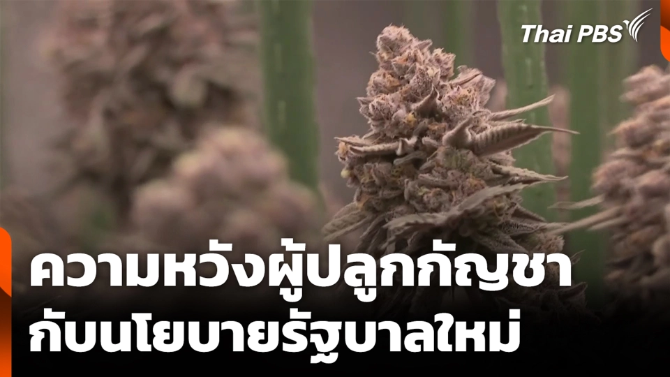 ความหวังผู้ปลูกกัญชา กับนโยบายรัฐบาลใหม่