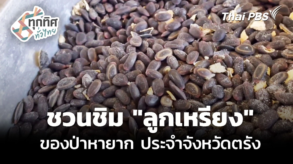 "ลูกเหรียง" ของป่าหายาก 1 ปีมีครั้ง ประจำจังหวัดตรัง