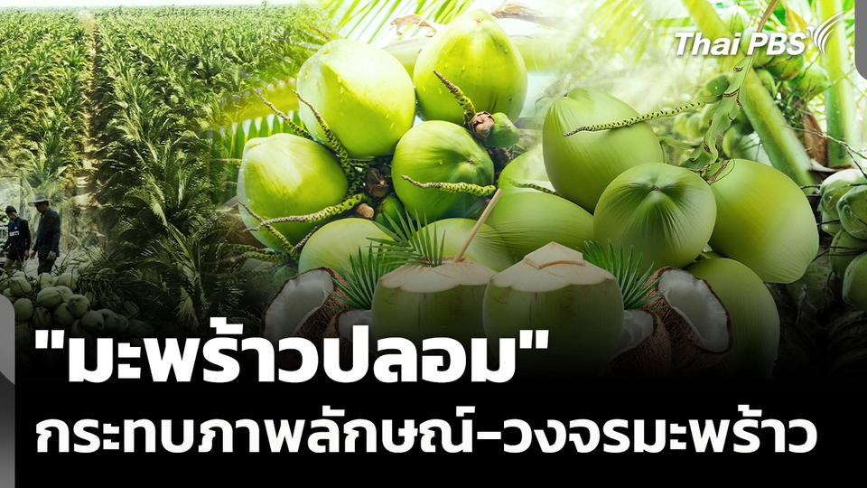 "มะพร้าวปลอม" กระทบภาพลักษณ์-วงจรมะพร้าว