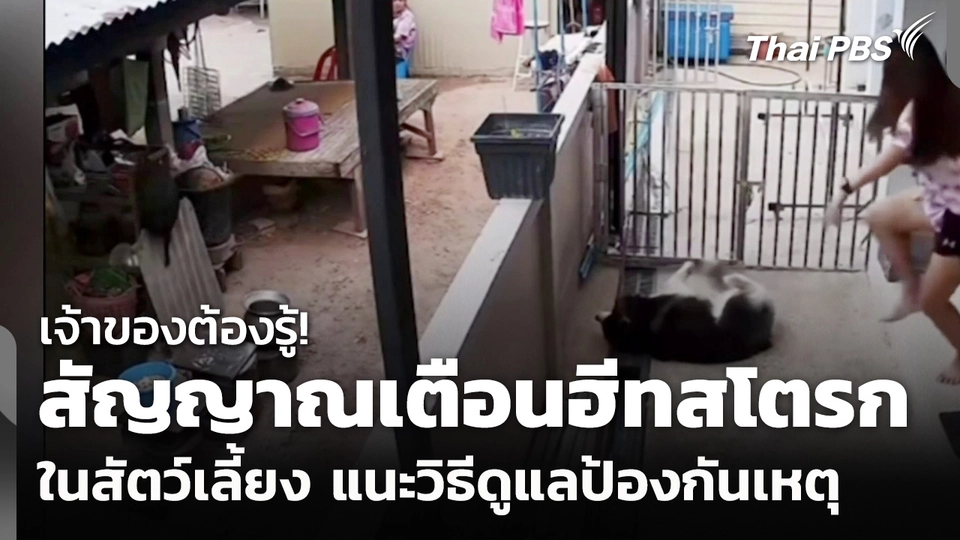 เจ้าของต้องรู้! สัญญาณเตือนฮีทสโตรกในสัตว์เลี้ยง แนะวิธีดูแลป้องกันเหตุ