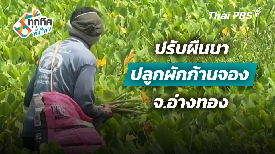 ปรับผืนนาปลูกผักก้านจอง จ.อ่างทอง