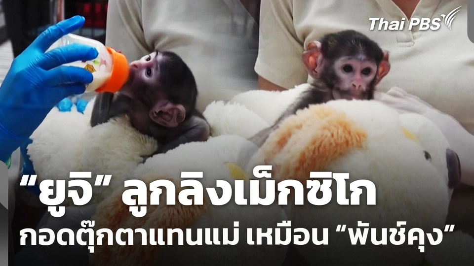 “ยูจิ” ลูกลิงเม็กซิโก กอดตุ๊กตาแทนแม่ เหมือนกับ “พันช์คุง”