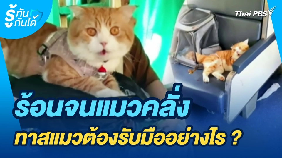 รู้ทันกันได้ : ร้อนจนแมวคลั่ง ทาสแมวต้องรับมืออย่างไร ?