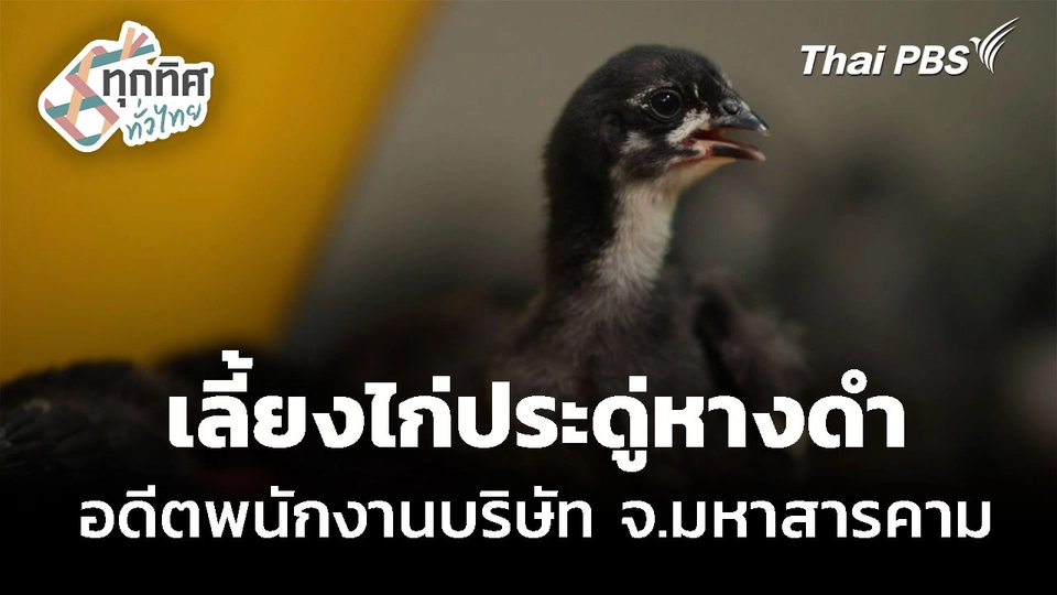 เลี้ยงไก่ประดู่หางดำ จ.มหาสารคาม