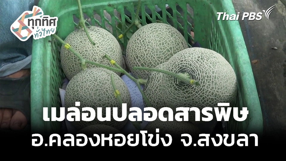 ปลูกเมล่อนปลอดสาร อ.คลองหอยโข่ง จ.สงขลา