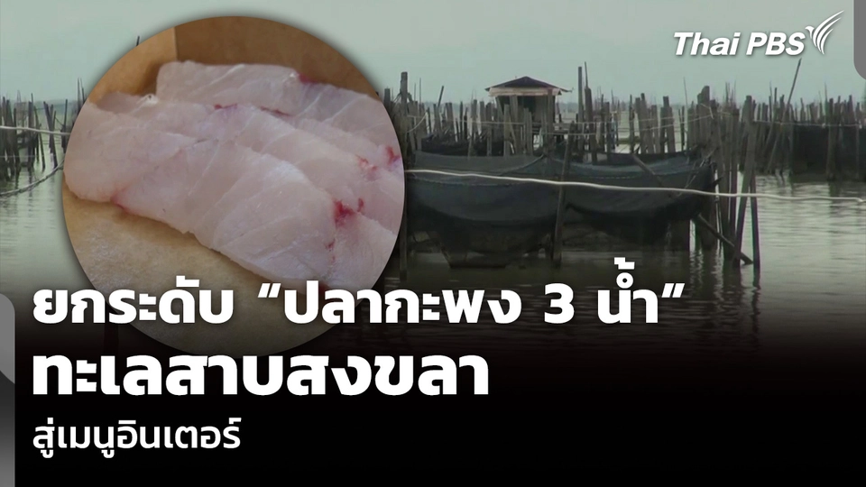 ยกระดับ “ปลากะพง 3 น้ำ” ทะเลสาบสงขลา สู่เมนูอินเตอร์