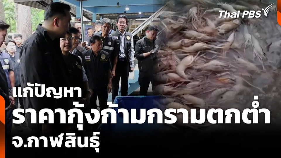 แก้ปัญหาราคากุ้งก้ามกรามตกต่ำ จ.กาฬสินธุ์