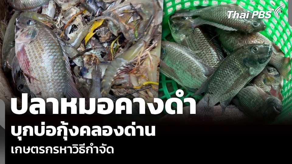 ปลาหมอคางดำ บุกบ่อกุ้งคลองด่าน เกษตรกรหาวิธีกำจัด