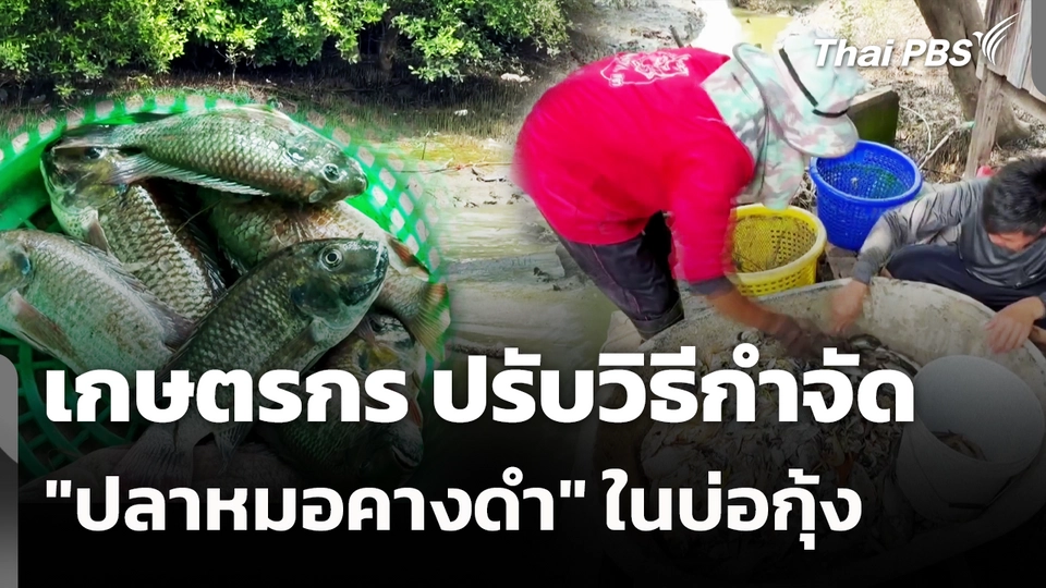 เกษตรกร ปรับวิธีกำจัด "ปลาหมอคางดำ" ในบ่อกุ้ง