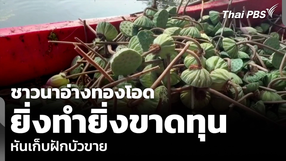 ชาวนาอ่างทองโอด ยิ่งทำยิ่งขาดทุน หันเก็บฝักบัวขาย