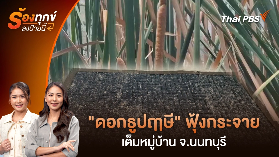 "ดอกธูปฤาษี" ฟุ้งกระจายเต็มหมู่บ้าน จ.นนทบุรี