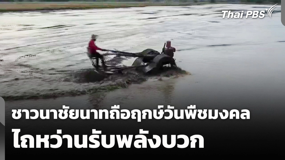 ชาวนา จ.ชัยนาท ถือฤกษ์วันพืชมงคล ไถหว่านรับพลังบวก