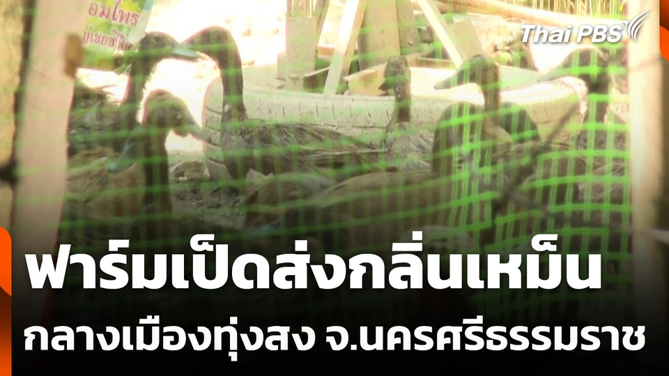 ฟาร์มเป็ดส่งกลิ่นเหม็นกลางเมืองทุ่งสง จ.นครศรีธรรมราช