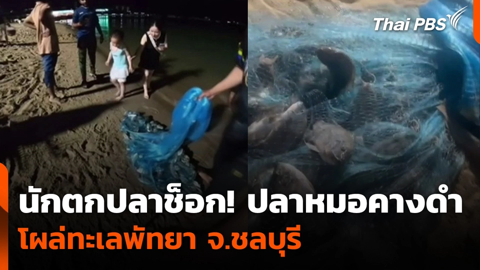 นักตกปลาช็อก! ปลาหมอคางดำ โผล่ทะเลพัทยา จ.ชลบุรี