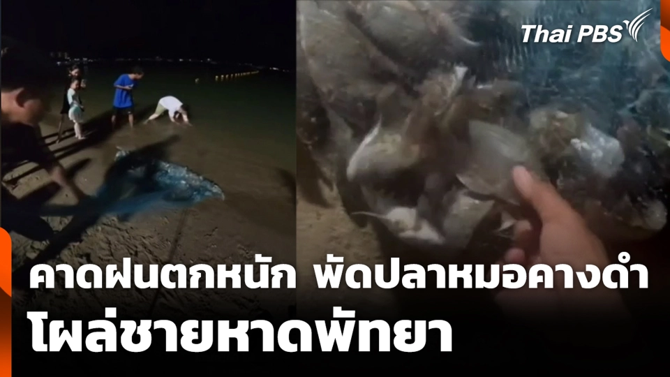 คาดฝนตกหนัก พัดปลาหมอคางดำโผล่ชายหาดพัทยา