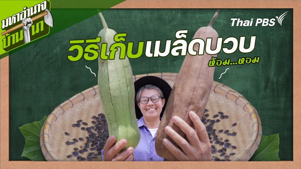 สูตรลับฉบับบ้านนา : วิธีเก็บเมล็ดบวบห้อม...หอม