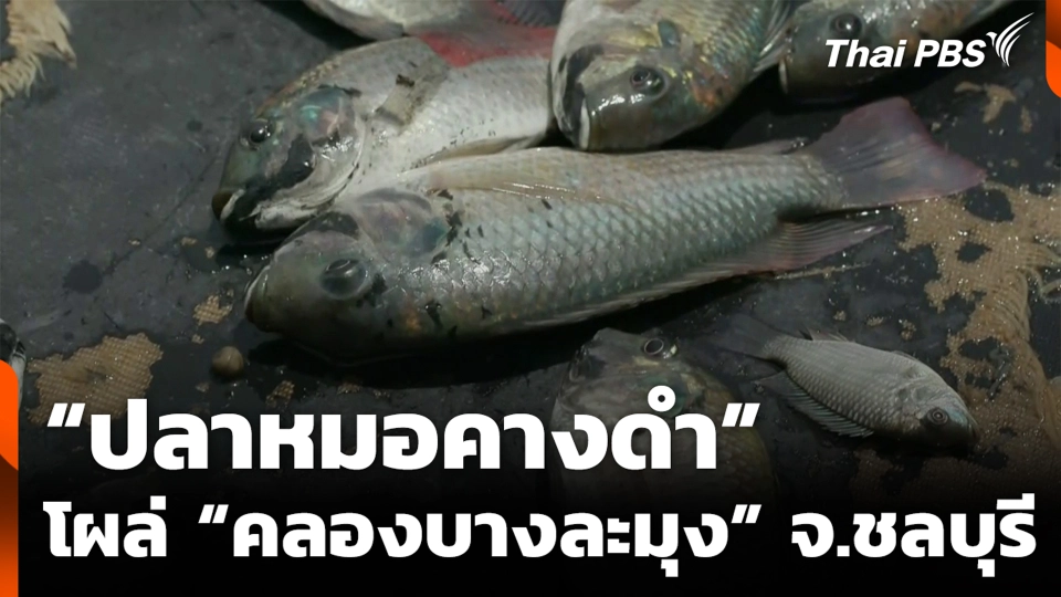 “ปลาหมอคางดำ” โผล่ “คลองบางละมุง” จ.ชลบุรี