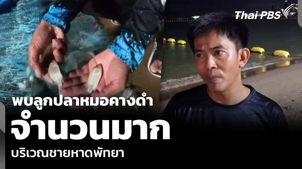พบลูกปลาหมอคางดำจำนวนมาก บริเวณชายหาดพัทยา