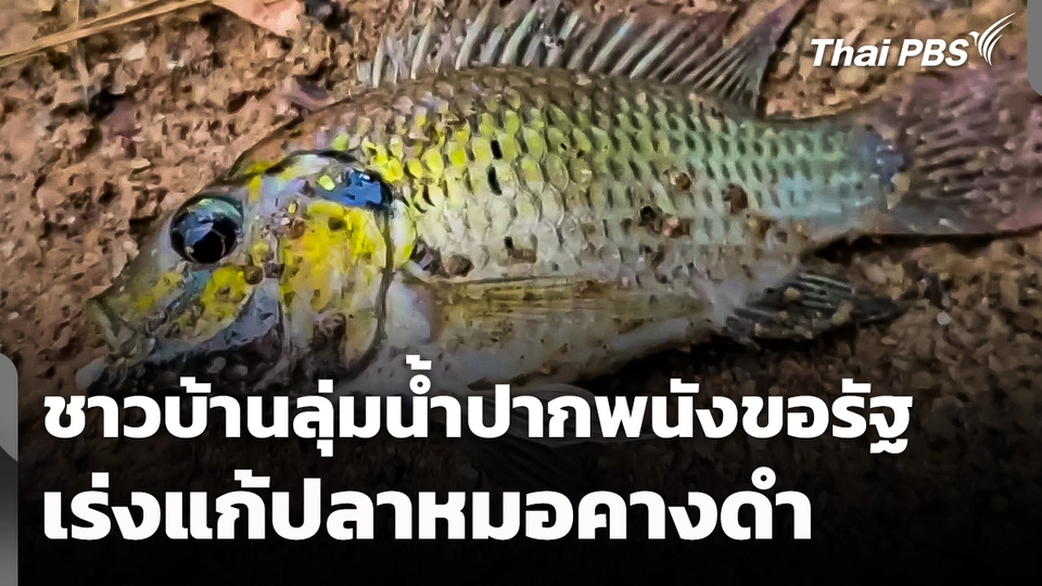 ชาวบ้านลุ่มน้ำปากพนังขอรัฐเร่งแก้ปัญหา "ปลาหมอคางดำ" 