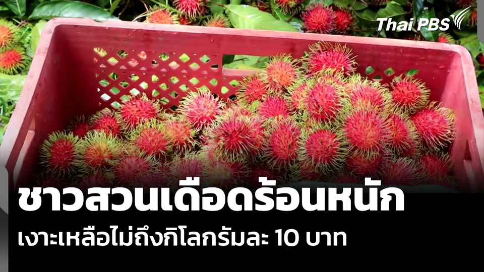 ชาวสวนเดือดร้อนหนัก เงาะเหลือไม่ถึงกิโลกรัมละ 10 บาท
