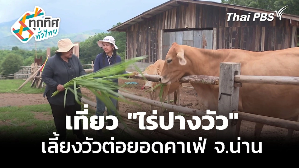 ชวนเที่ยว "ไร่ปางวัว" เลี้ยงวัวต่อยอดคาเฟ่ จ.น่าน