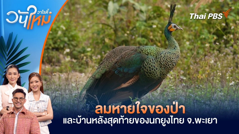ลมหายใจของป่า และบ้านหลังสุดท้ายของนกยูงไทย จ.พะเยา
