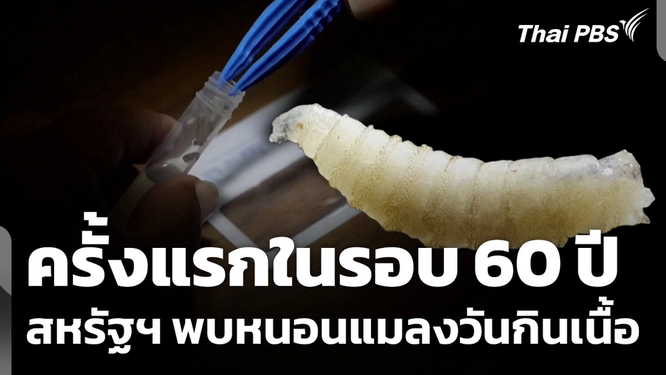 สหรัฐฯ พบ "หนอนแมลงวันกินเนื้อ" ครั้งแรกในรอบ 60 ปี