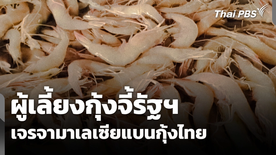 ผู้เลี้ยงกุ้งจี้รัฐฯ เจรจามาเลเซียแบนกุ้งไทย