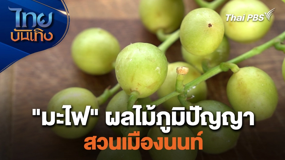 อิ่มมนต์รส : "มะไฟ" ผลไม้ภูมิปัญญาสวนเมืองนนท์