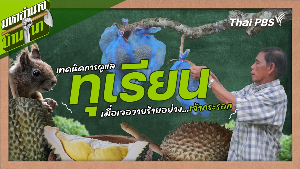สูตรลับฉบับบ้านนา : เทคนิคการดูแลทุเรียนเมื่อเจอวายร้ายอย่าง…เจ้ากระรอก