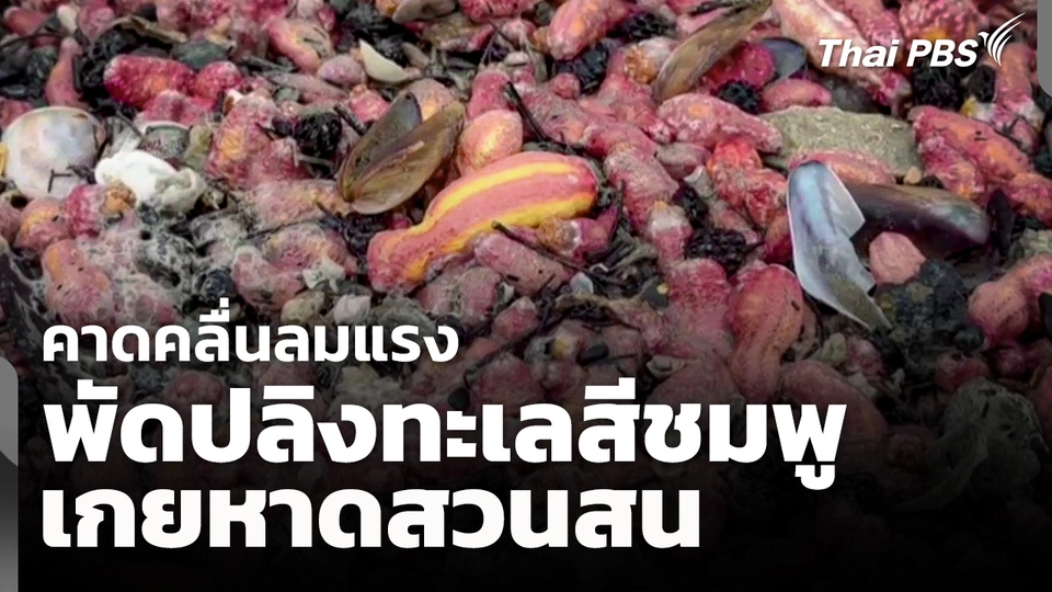 คาดคลื่นลมแรง พัด "ปลิงทะเลสีชมพู" เกยหาดสวนสน