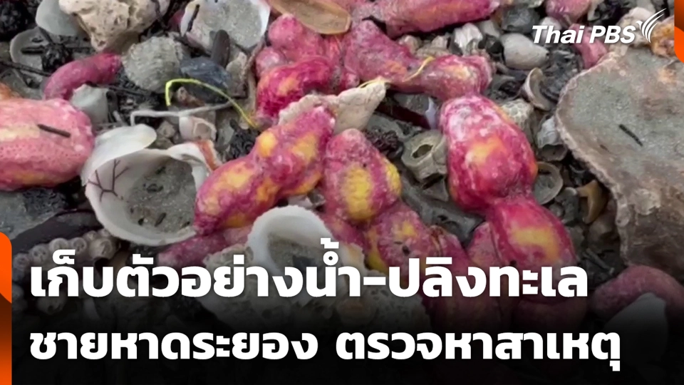 เก็บตัวอย่างน้ำ-ปลิงทะเล ชายหาดระยอง ตรวจหาสาเหตุ