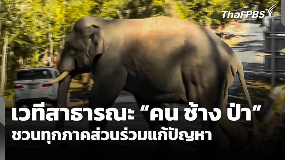 เวทีสาธารณะ "คน ช้าง ป่า" ชวนทุกภาคส่วนร่วมแก้ปัญหา