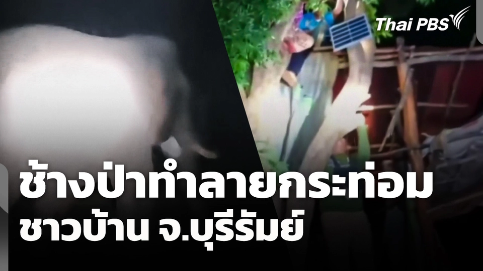ช้างป่าทำลายกระท่อมชาวบ้าน จ.บุรีรัมย์