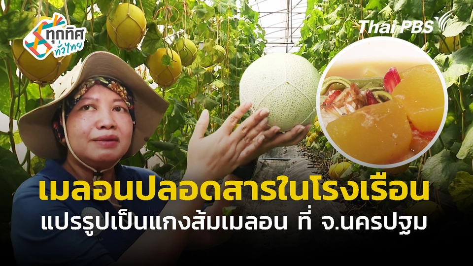 ปลูกเมลอนปลอดสารในโรงเรือน แปรรูปเป็นแกงส้มเมลอน จ.นครปฐม